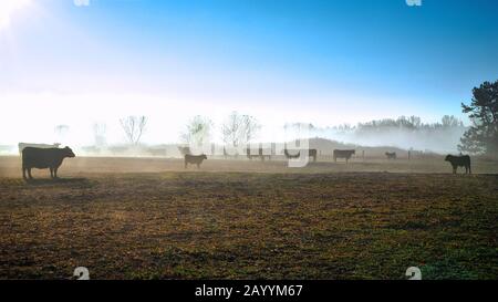 cattle in the foggy morning Stock Photo