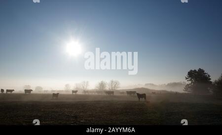 the cattle farm in the morning Stock Photo