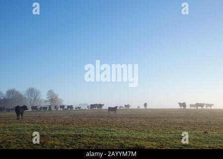 cattle in the foggy morning Stock Photo