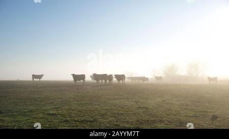 cattle in the foggy morning Stock Photo