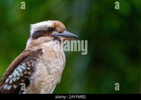 Close up of a Laughing Kookaburra on dark green background Stock Photo
