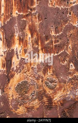 Close-up of an old wood treated with some protector that enhances its natural texture Stock Photo