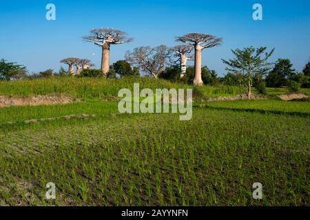 Green rice field near Morondava, Western Madagascar with roosting Cattle egrets in Grandidier's Baobab (Adansonia grandidieri Baill.) in background. Stock Photo