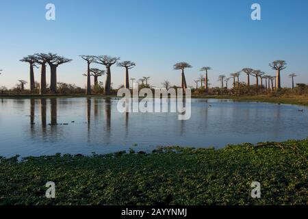 View of Baobab Alley (Grandidier's Baobab trees Adansonia grandidieri Baill.) with pond in foreground near Morondava, Western Madagascar. Stock Photo