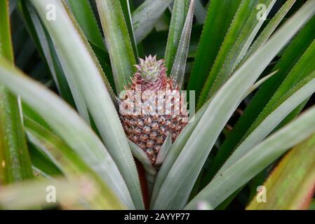 Young pineapples growing at a French Polynesian pineapple plantation. Stock Photo