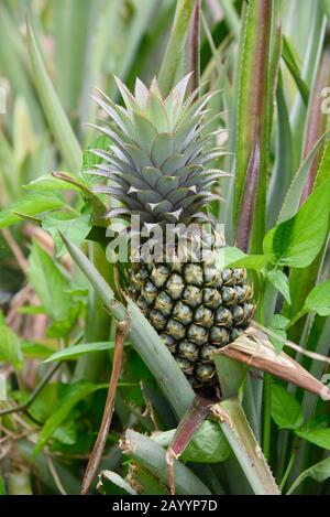 Young pineapple growing in a French Polynesian pineapple plantation. Stock Photo