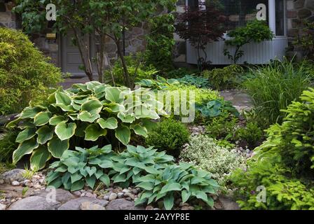 Rock edged border with Hosta plants and Juniperus - Juniper shrub in landscaped front yard garden in late spring Stock Photo