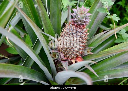 Young pineapples growing at a French Polynesian pineapple plantation. Stock Photo