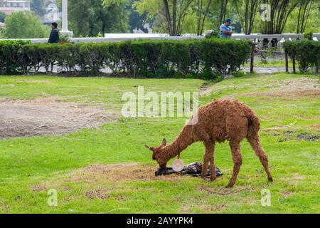 Llama with her freshly newborn calf in a park in Arequipa, Peru. Stock Photo
