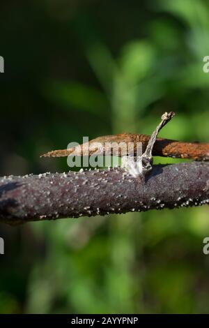 Close-up of Madagascar. leaf-nosed snake (Langaha madagascariensis) at Mandraka Reserve near Moramanga, Madagascar. Stock Photo