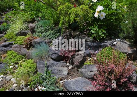 Rock edged border with  Berberis - Barberry shrub, white Paeonia - Peony flowers, Echeveria - Succulent plants, Festuca glauca 'Elijah Blue' - Fescue. Stock Photo