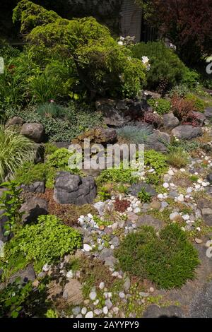 Rock edged border with Echeveria - Succulent plants, Festuca glauca 'Elijah Blue' - Fescue Grasses, Heuchera - Coral Flower plants in backyard garden. Stock Photo