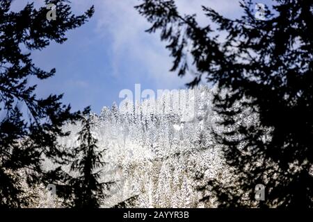 Snow covered mountain seen through the trees Stock Photo