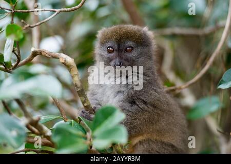 Eastern grey bamboo lemur (Hapalemur griseus), on Lemur Island near Perinet Reserve, Madagascar. Stock Photo