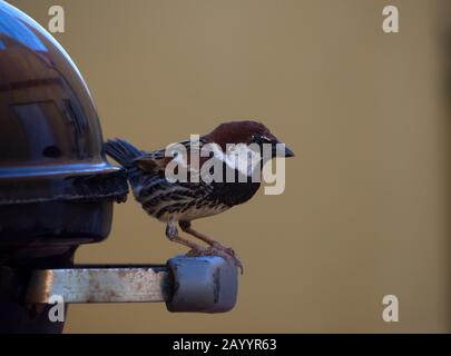 male sparrow in a barbecue Stock Photo