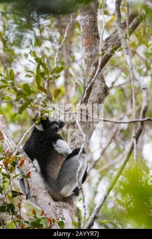 An Indri, the largest living lemur, sitting in tree in the rainforest of Perinet Reserve, Madagascar. Stock Photo