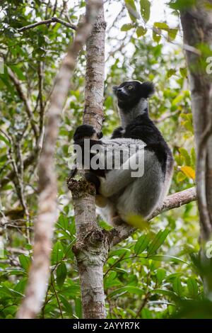 An Indri, the largest living lemur, sitting in tree in the rainforest of Perinet Reserve, Madagascar. Stock Photo