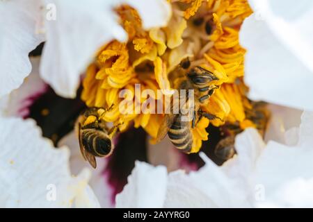 White peony, pion flower close up detail. Honey bee with curd on stained peon stamens. Bees collect pollen from Paeonia suffruticosa, tree peony or pa Stock Photo