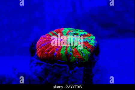 Scolymia Large Polyp Stony coral - Scolymia wellsii Stock Photo