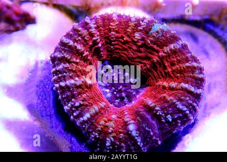 Scolymia Large Polyp Stony coral - Scolymia wellsii Stock Photo