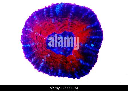 Scolymia Large Polyp Stony coral - Scolymia wellsii Stock Photo