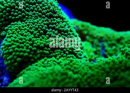 Green Carpet anemone - Stichodactyla haddoni Stock Photo