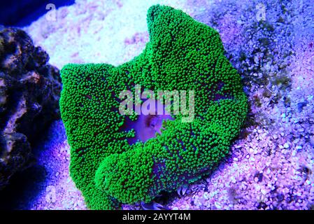 Green Carpet anemone - Stichodactyla haddoni Stock Photo