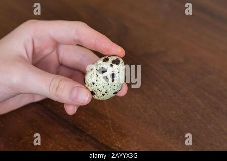 Easter holiday concept. Female hands holding quail eggs redy for coloring. Stock Photo