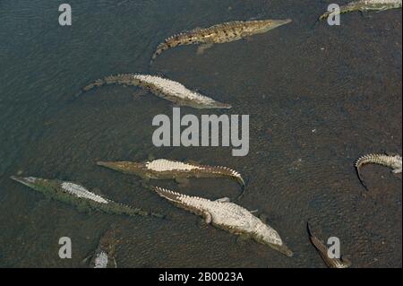 View of American crocodiles (Crocodylus acutus) on the northern edge of Carara National Park in the Tárcoles River, also called the Grande de Tárcoles Stock Photo