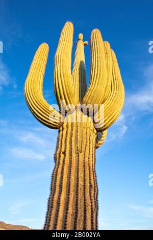 A Saguaro Cactus (Carnegiea gigantea) stands tall against a blue sky in Arizona desert