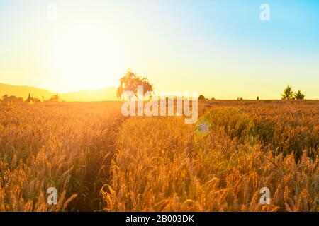 Beautiful sunset on the wheat field. Golden wheat and lonely tree. Selective focus. Stock Photo