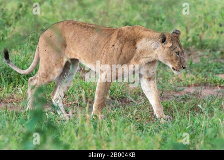 Lazy Lioness resting on this dead tree in the Serengeti Stock Photo