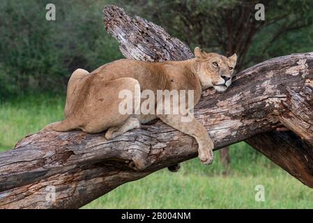 Lazy Lioness resting on this tree limb in the Serengeti NP Stock Photo