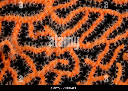Detail of the polyps growing on a colorful gorgonian in Raja Ampat, Indonesia. This region is thought to be the center of marine biodiversity. Stock Photo