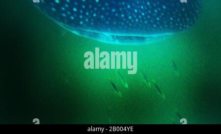 The whale shark filter feeds through its mouth and gills. It feeds on small fish, krill and plankton by shallowing water and eat whatever is left . Stock Photo