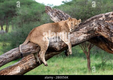 Lazy Lioness checking out the safari vehicle whilst resting on this dead tree Stock Photo