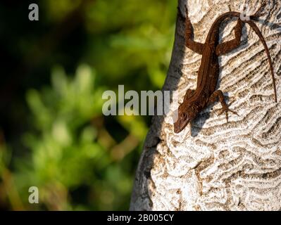 Brown colored anole lizard, Anolis species, on carved coral in Miami, Florida, USA Stock Photo