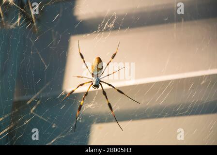 Golden Silk Spider on Web Stock Photo