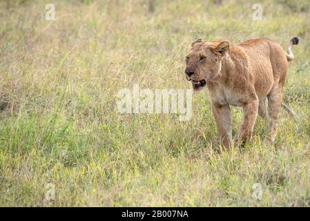 Lions of the Serengeti Stock Photo