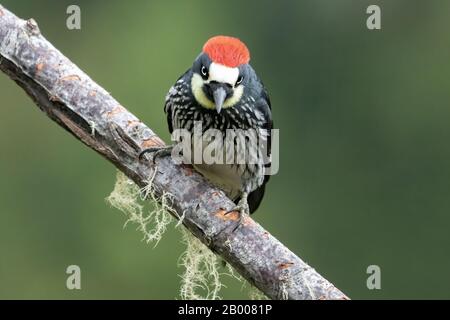 An Acorn woodpecker (Melanerpes formicivorus) in the cloud forest of San Gerardo de Dota in Costa Rica. Stock Photo