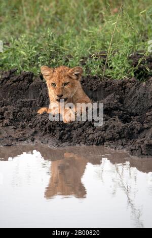 Lion cub reflected in the overnight puddle