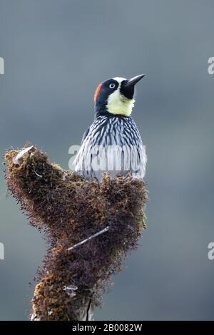 An Acorn woodpecker (Melanerpes formicivorus) in the cloud forest of San Gerardo de Dota in Costa Rica. Stock Photo