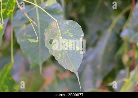 leaf pipal background, close up of autumn leaf Stock Photo