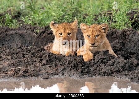 Lions cubs resting in the mud of the Serengeti