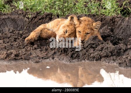 Adorable Lion cubs cuddling with reflection in the puddle