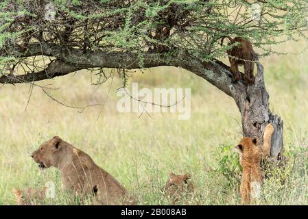 Lions of the Serengeti with cub sharpening his claws on the tree.