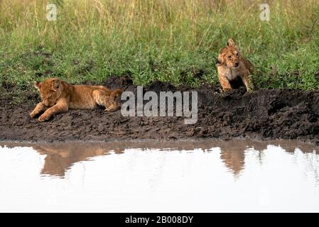 Lion cubs coming down for a wash at the puddle