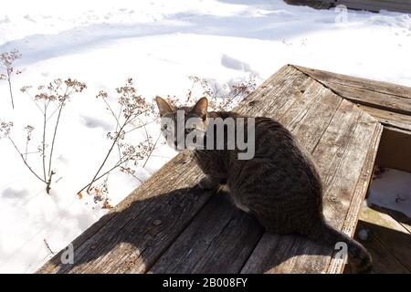 A gray striped tabby cat sits on a rustic cedar deck bench, surrounded by deep new snow in winter Stock Photo