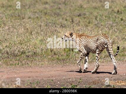 Female Cheetah a little annoyed with the attention from these two males Stock Photo