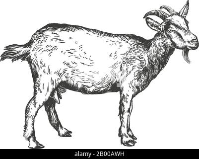 goat hand drawn vector illustration realistic sketch. Stock Vector